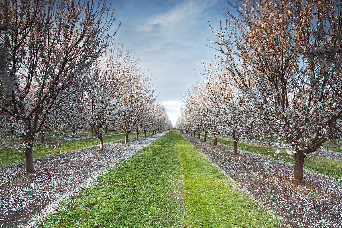 Forever Almond Orchard:  CA