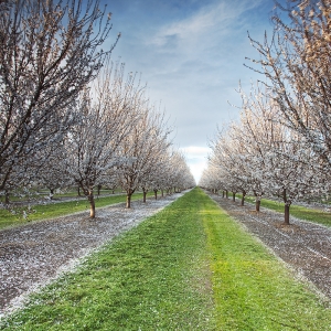 Forever Almond Orchard:  CA