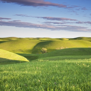 Green Hills of Earth:  Dunnigan Hills, CA
