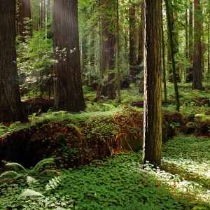 The Chosen One:  Humboldt Redwoods, CA