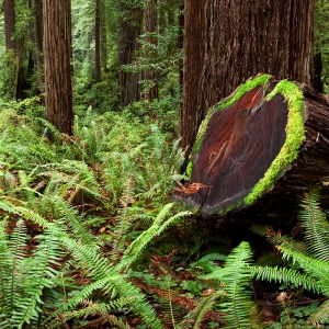 Heart Wood:  Pairie Creek Redwoods, CA