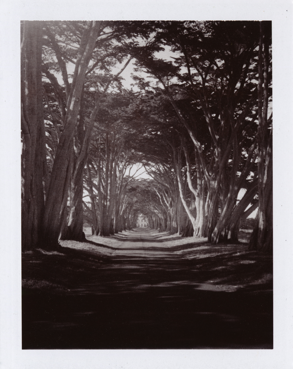 Point Reyes Tree Hallway