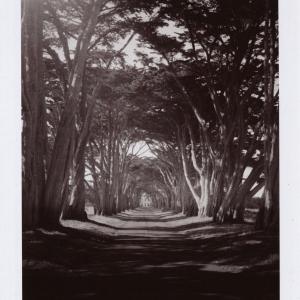Point Reyes Tree Hallway