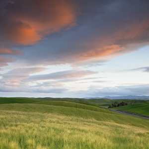Waves of Grass: Dunnigan Hills, CA