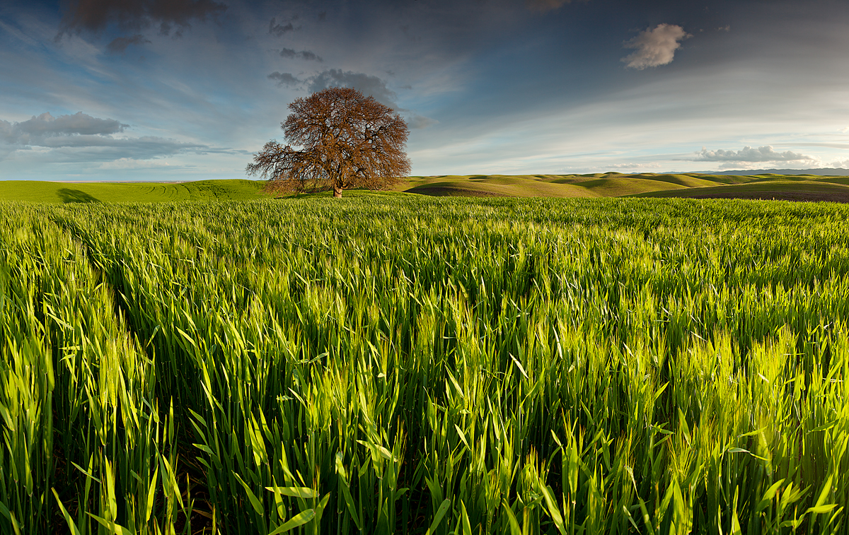 All Alone:  Dunnigan Hils, CA