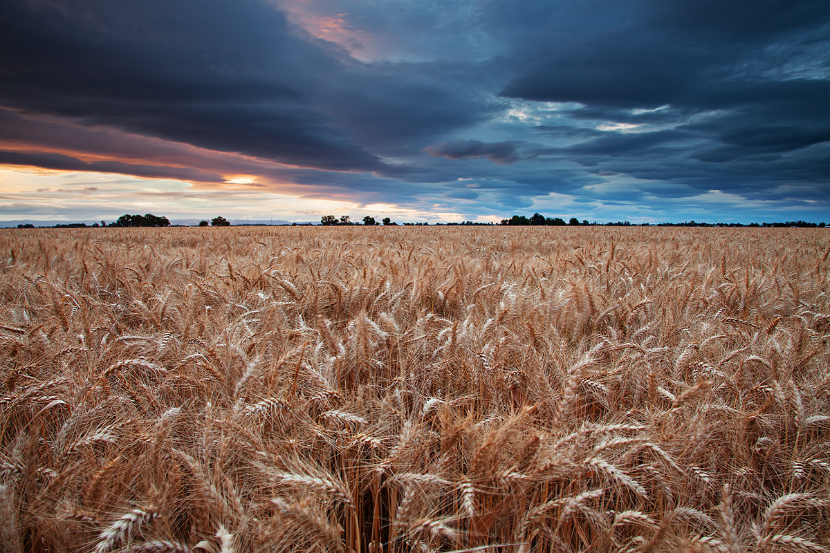 June in the Grain:  Woodland, CA