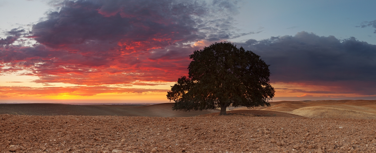 Only Oak:  Dunnigan Hills, CA