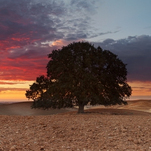 Only Oak:  Dunnigan Hills, CA