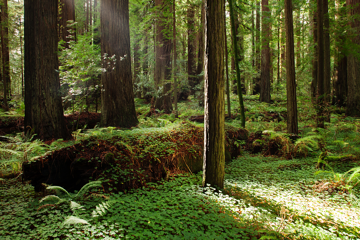 The Chosen One:  Humboldt Redwoods, CA
