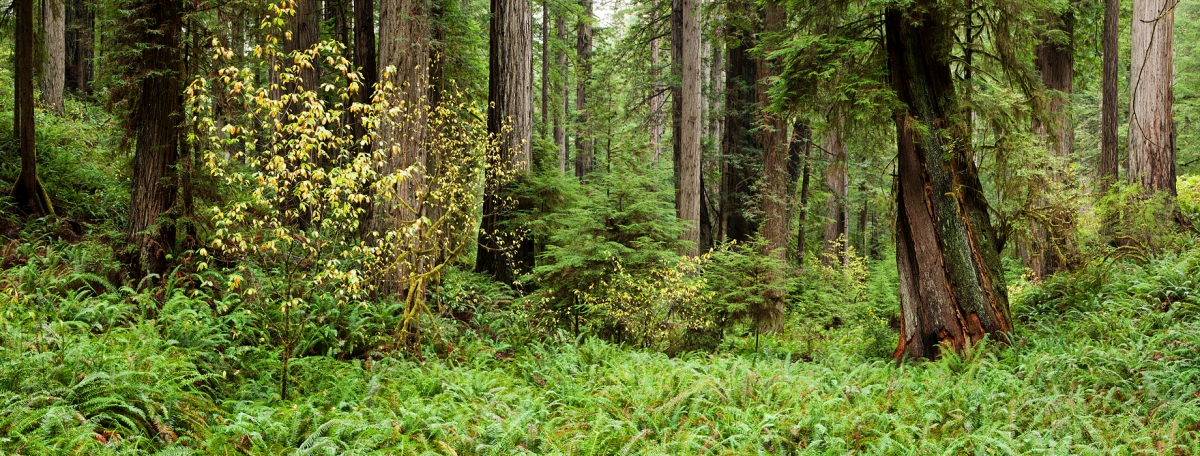 Fern Carpet:  Prairie Creek Redwoods, CA