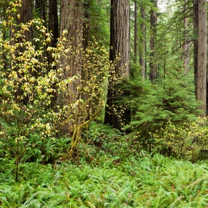 Fern Carpet:  Prairie Creek Redwoods, CA
