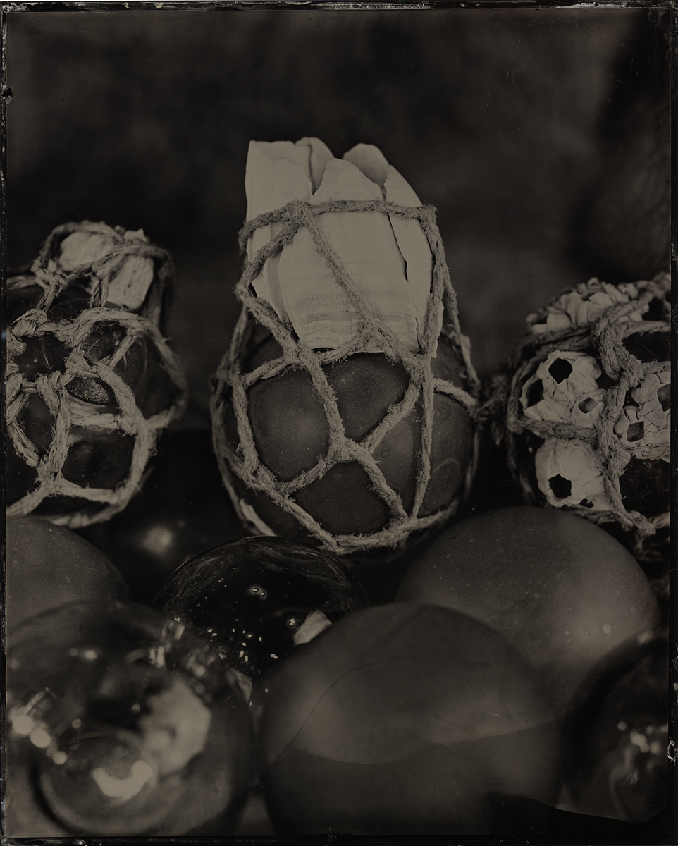 Giant Barnacle