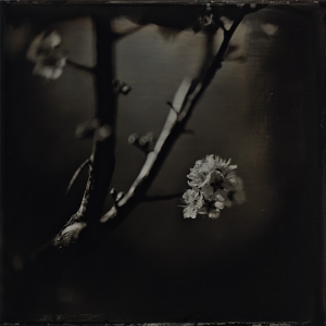 Apricot Blossom