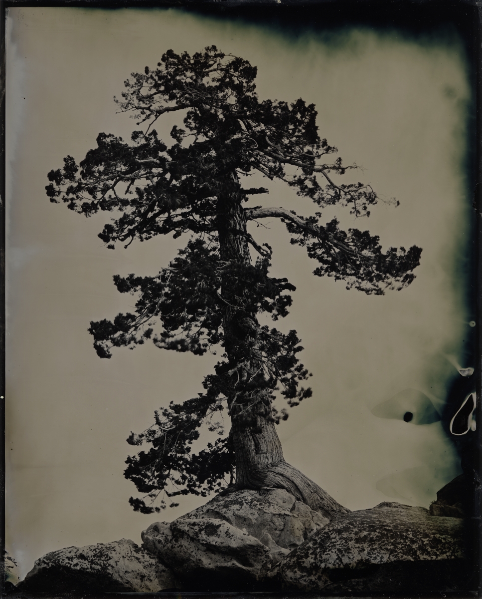Pine and Rock
