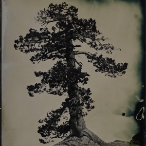 Pine and Rock