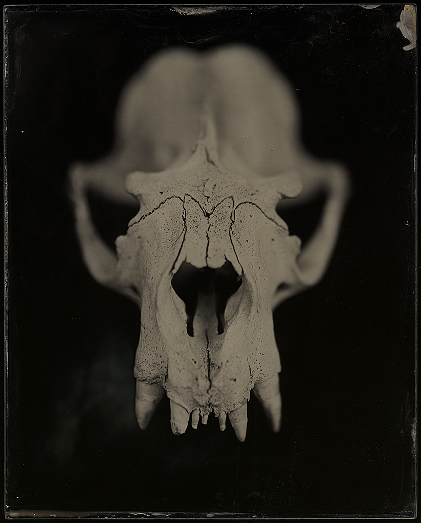 Sea Lion Skull Ambrotype