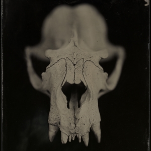 Sea Lion Skull Ambrotype