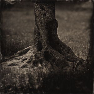 Olive Tree Trunk #1